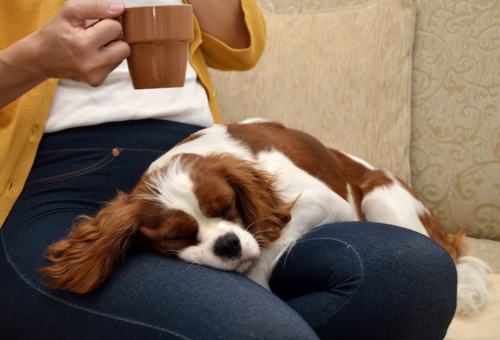 When your Cavalier King Charles Spaniel lays on you, you are channeling the British royalty who developed these excellent lap-warmers.