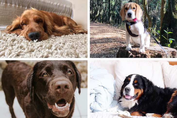 dog stars