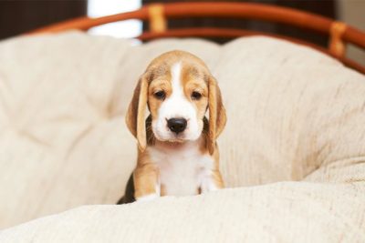 puppy alone