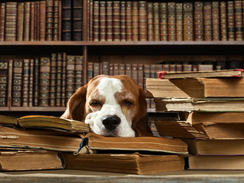 Very smart dog thinks in the library