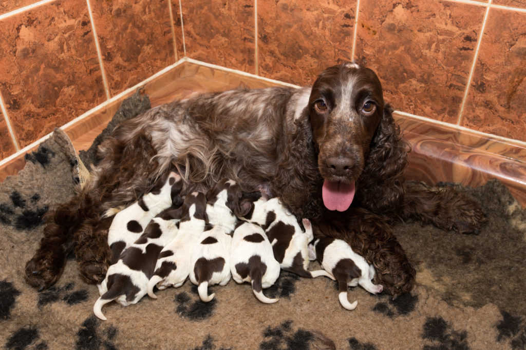 A Canine Mother’s Love: Encourages Independence in Her Puppies