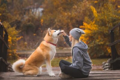Japanese Akitainu getting a treat from a young woman outdoors in the fall.