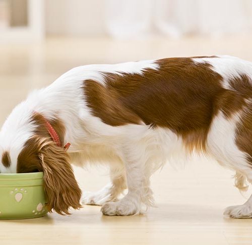 Can Dogs Eat Potatoes Can Dogs Eat Raw Potatoes