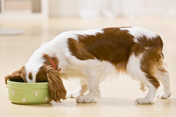 are cooked potatoes okay for dogs