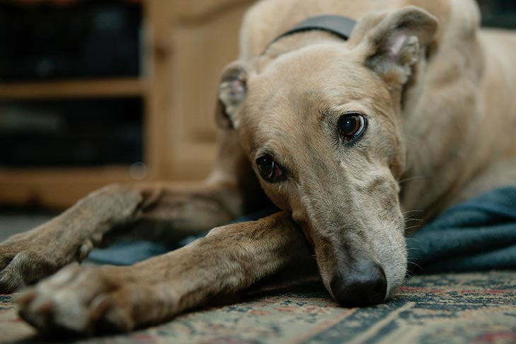 senior dog