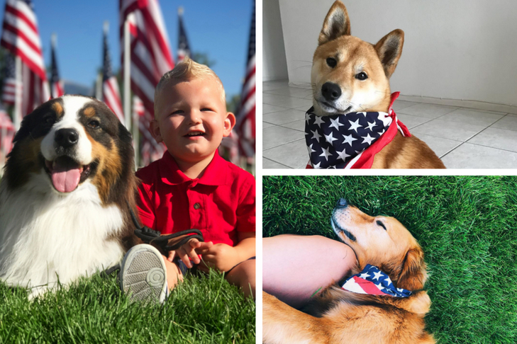 dog stars