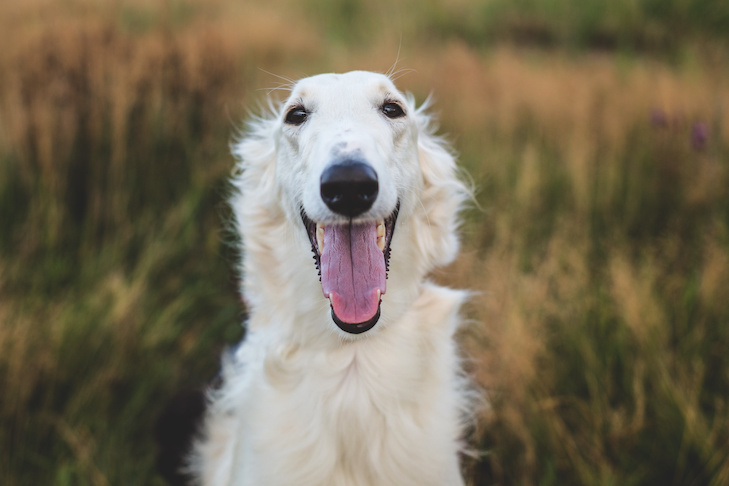 Portrait of happy russian borzoi dog in the field. Close-up image of beautiful smiling dog breed russian wolfhound in the meadow