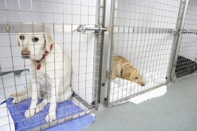 dog body language