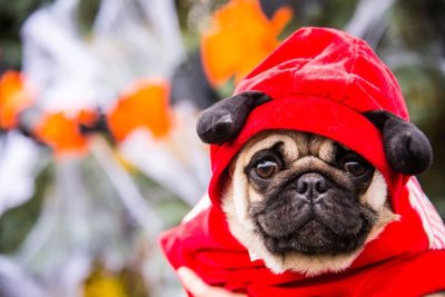 Pug-halloween