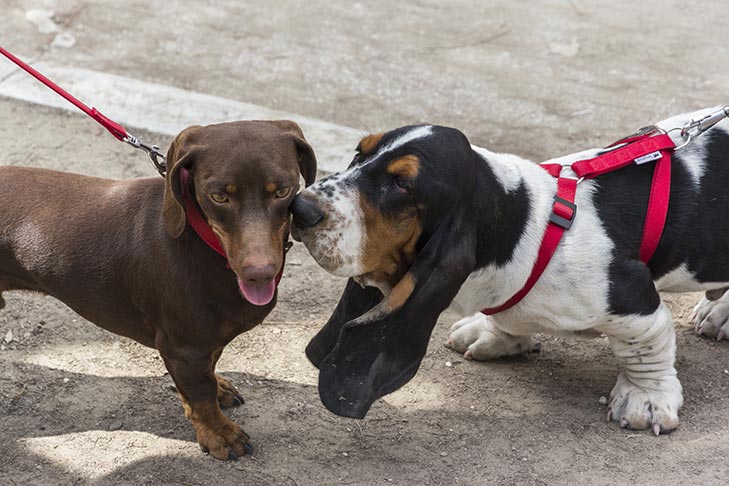 buddy walk