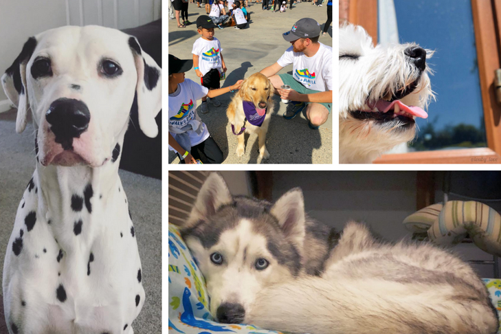 dog stars of instagram