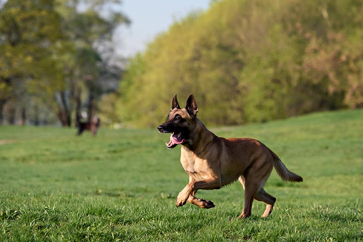 belgian malinois running through field كل ما تريد معرفته عن كلاب مالينو في 2022- معلومات، صور وأكثر 10 كل ما تريد معرفته عن كلاب مالينو في 2022- معلومات، صور وأكثر