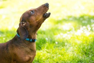 barking