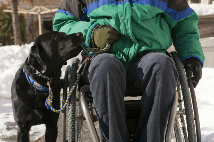 Black Labrador Retriever service dog with a wheelchair