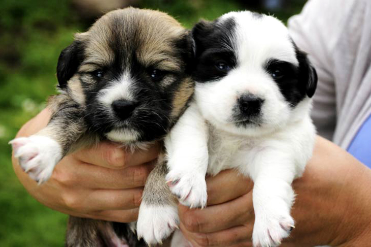 Two puppies being held