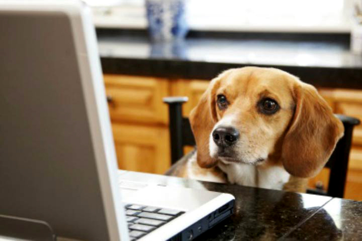 Beagle at Computer