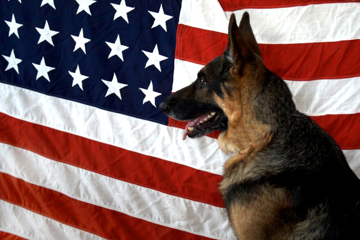 German Shepherd Dog in front of American Flag