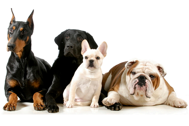 Doberman Pinscher, Black Labrador Retriever, French Bulldog, Bulldog