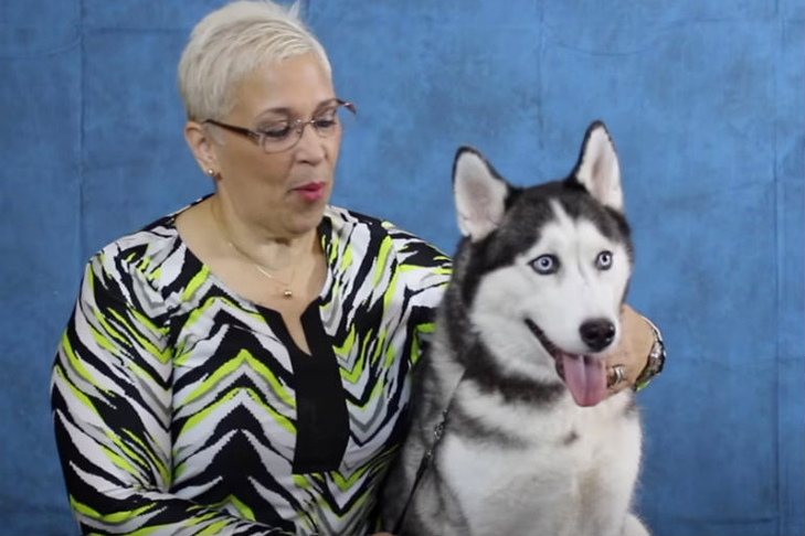 Puerto Rico Siberian Husky
