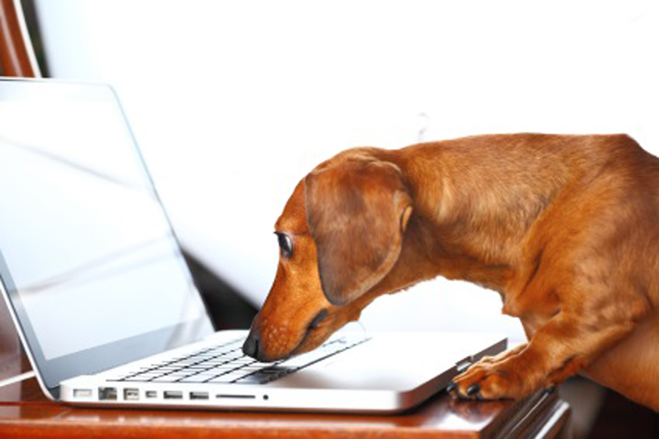 Dacshund Computer