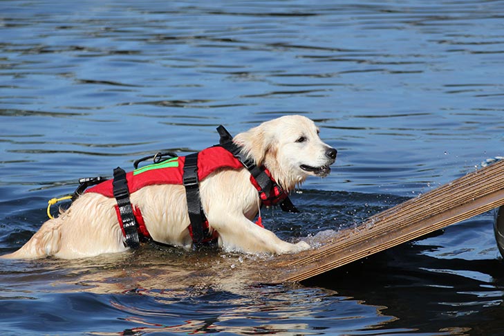 places to take my dog swimming near me
