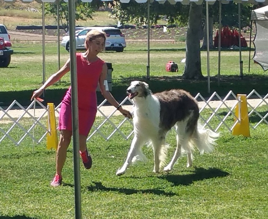 borzoi