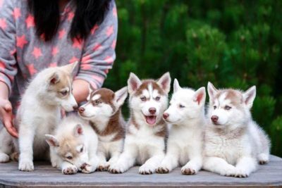 puppies