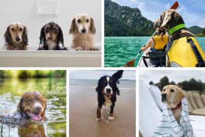 dog stars of instagram