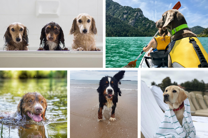 dog stars of instagram