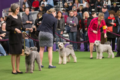 dog shows