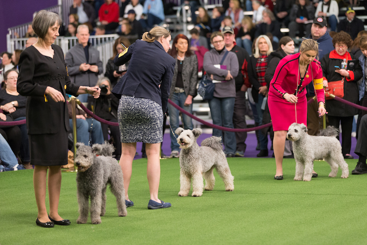 dog shows