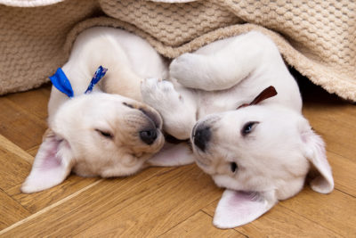 puppies