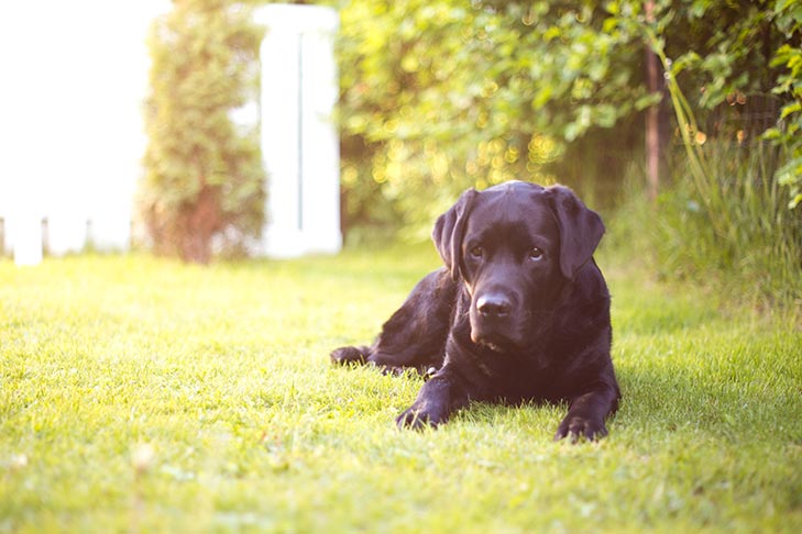 anti seizure meds dogs