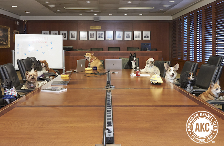 Office Dogs How To Keep Your Pup And Your Co Workers Happy