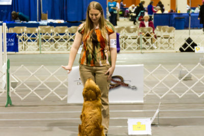 akc rally