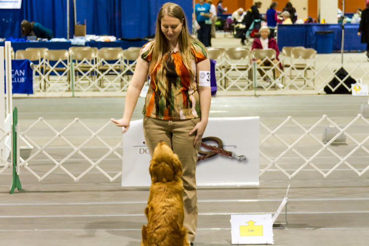 akc rally