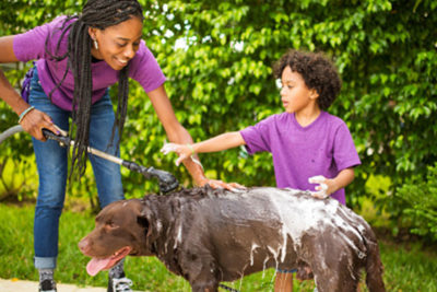 summer dog grooming tips