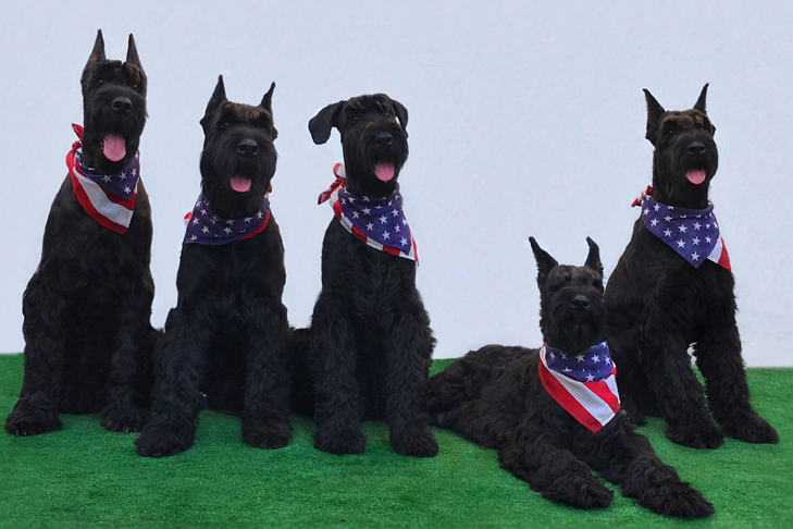 Dogs That Are Hypoallergenic Best Breeds For Allergies From Dogs