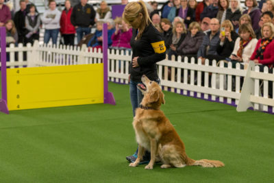 AKC-obedience-championship