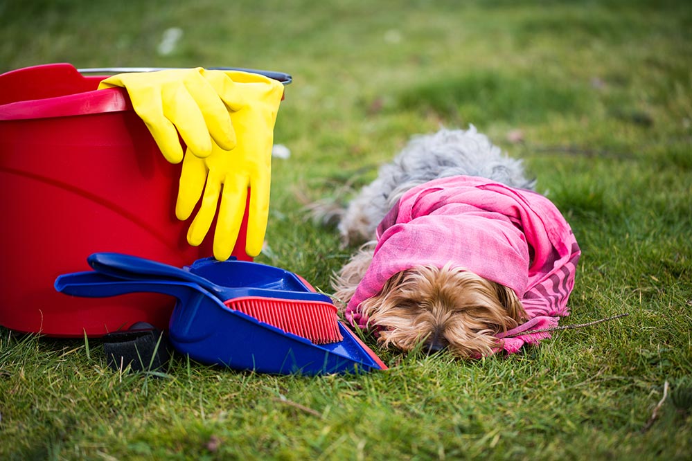 small dog wrapped in a pink rag laying next to bucket with cleaning supplies