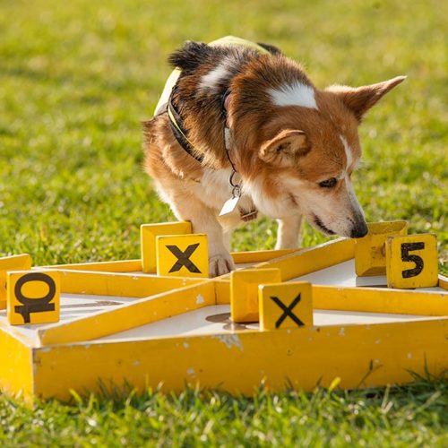 chip activated cat flap
