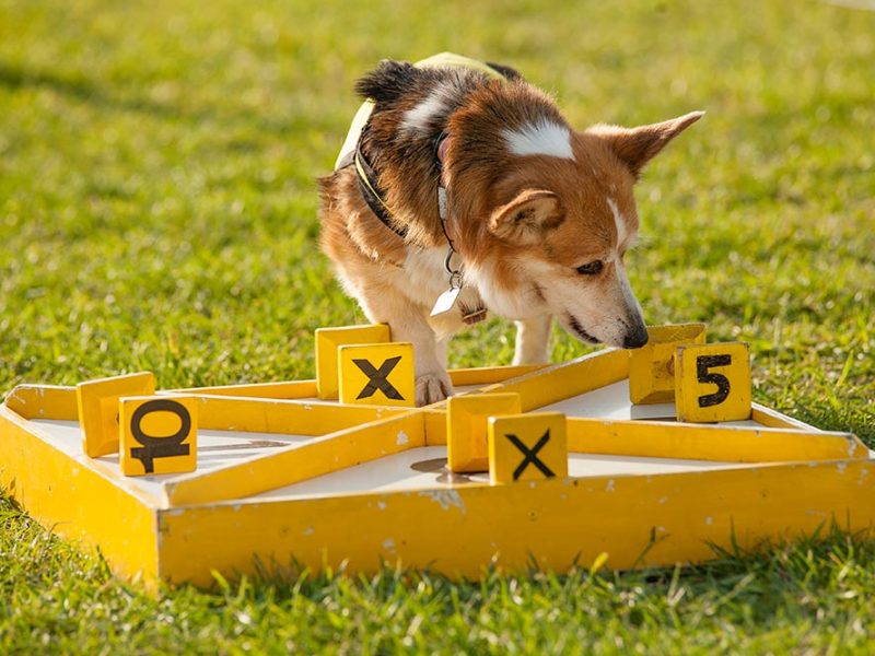 dog puzzles