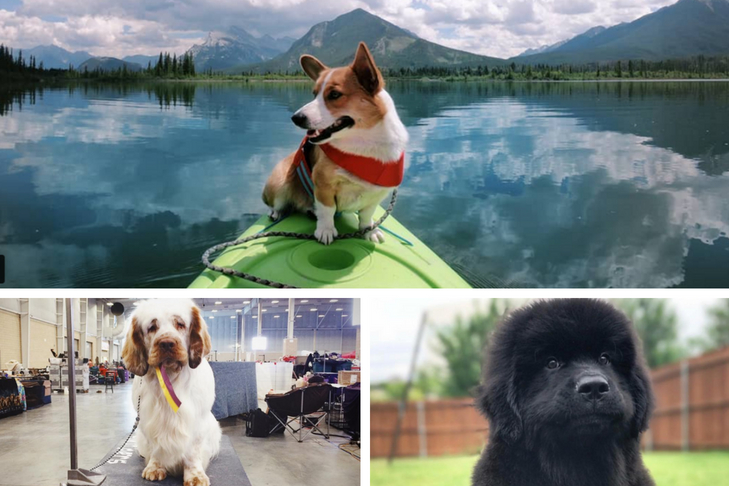 dog stars of instagram