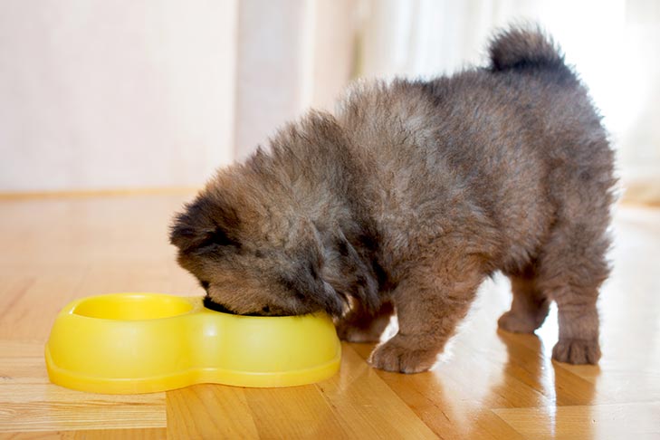 Can Dogs Eat Tuna 