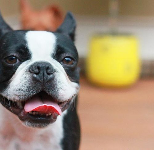pink dog toy that sticks tongue out