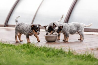 Australian Cattle Dog puppies drinking from a bowl in the yard.
