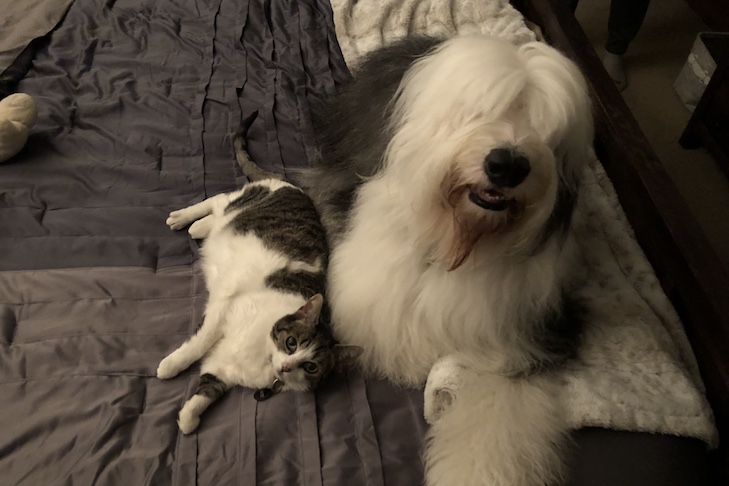 all american pet photo day