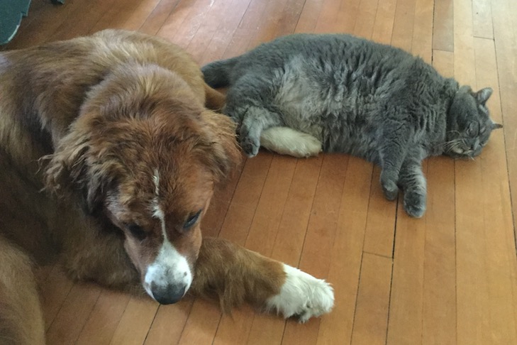 all american pet photo day