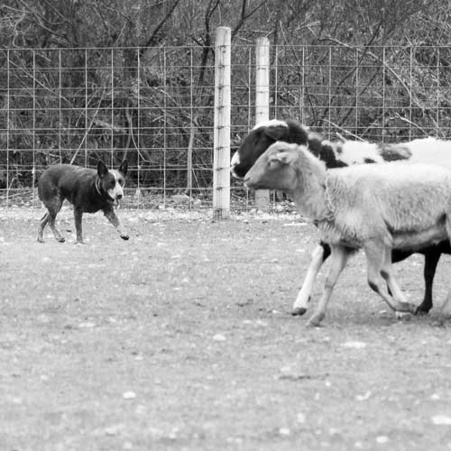 australian stumpy tail cattle dog