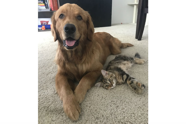 all american pet photo day